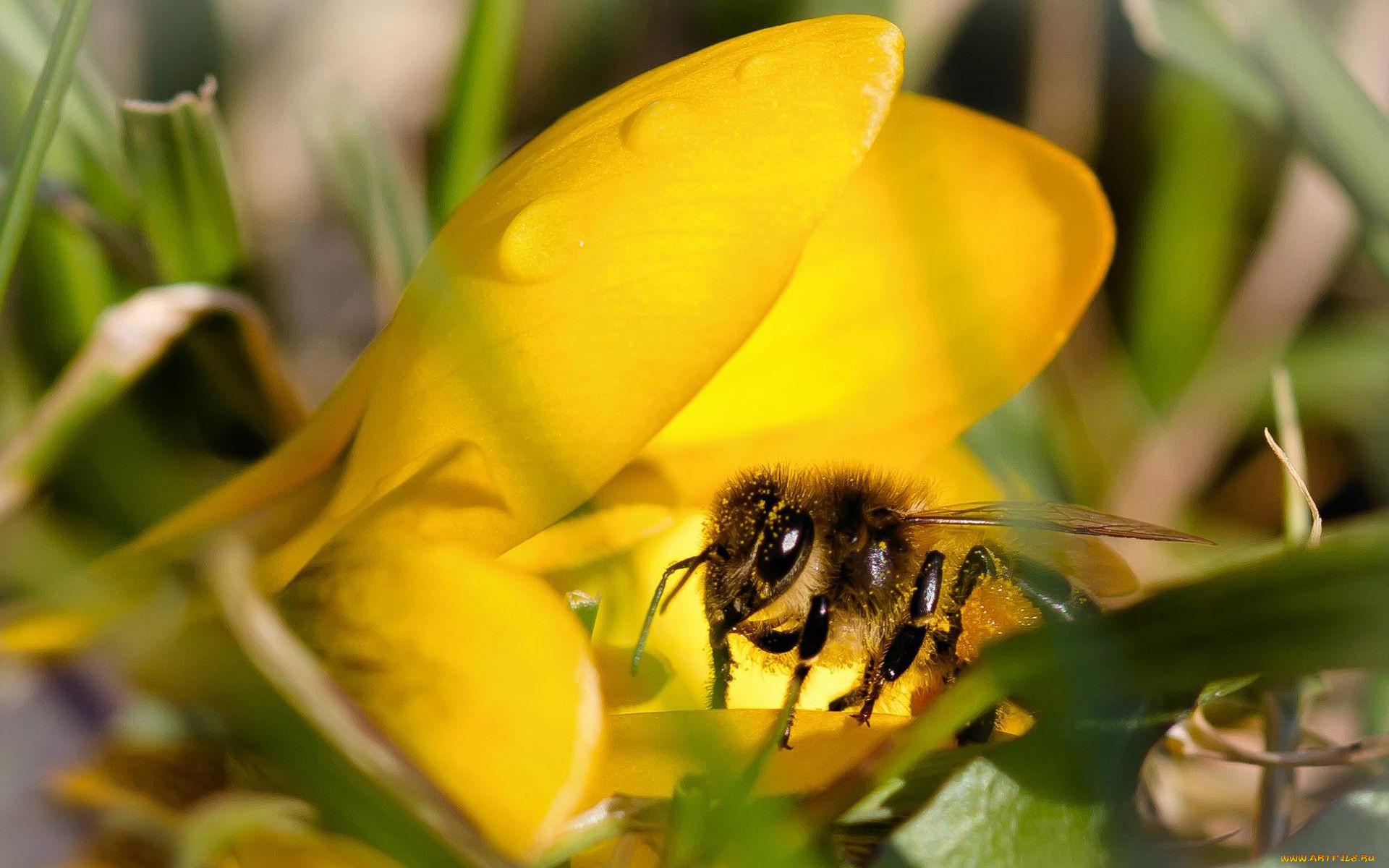 Пчела на тюльпане